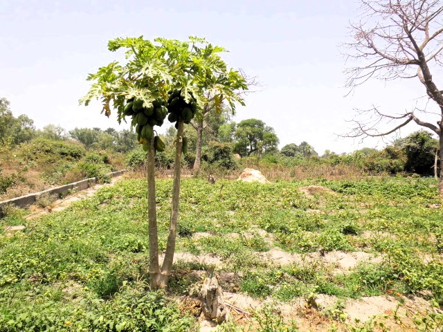 Empty plot of land is located in Batokunko