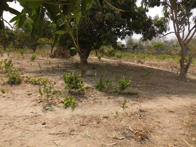 Empty plot of land for sale located at Sukuta.