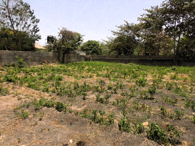 Empty plots of land in the peaceful and developing area of Batokunku