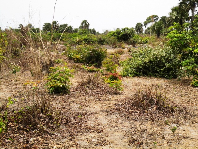 Sanyang Plots near Sanyang Beach