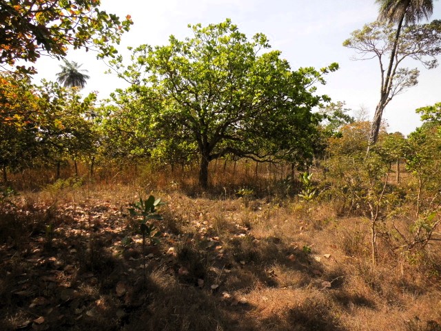 Exceptional 500m² plot of land in Sanyang