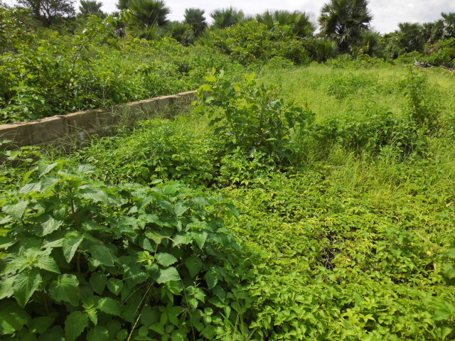 Sanyang Sea View Plot for sale