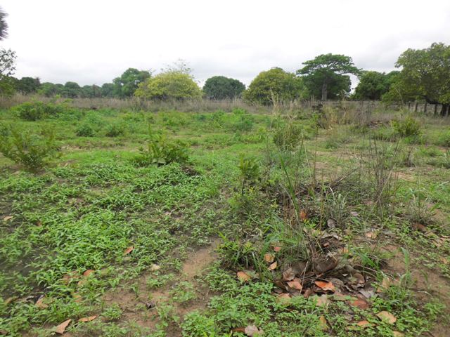 EMPTY PLOT AT LABAKOREH