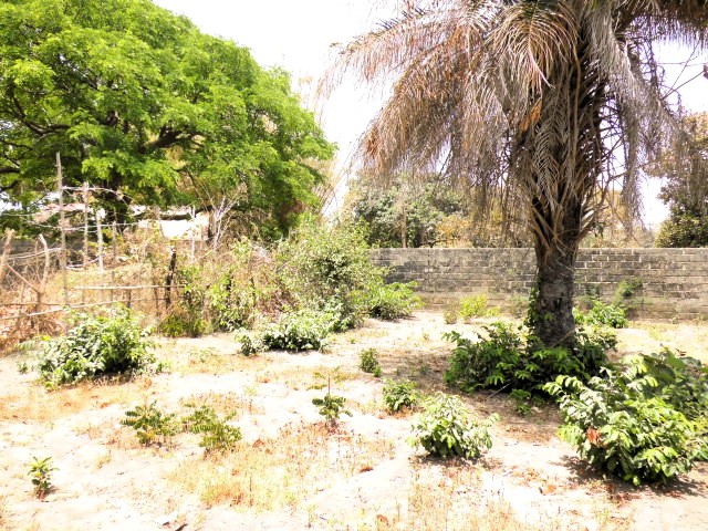 Empty plots of land in the peaceful and developing area of Batokunku