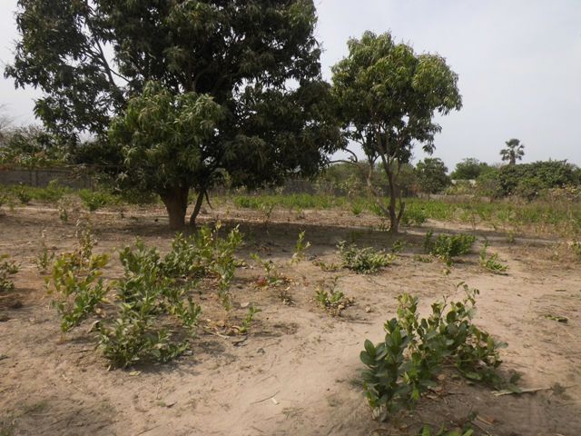 Empty plot of land for sale located at Sukuta.