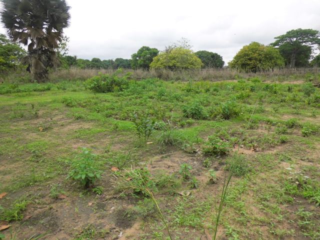 EMPTY PLOT AT LABAKOREH