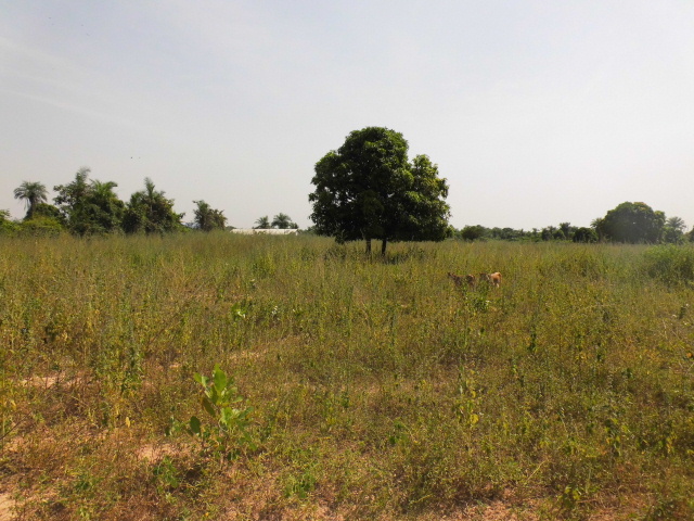 Empty plot of land in an Estate in Brufut