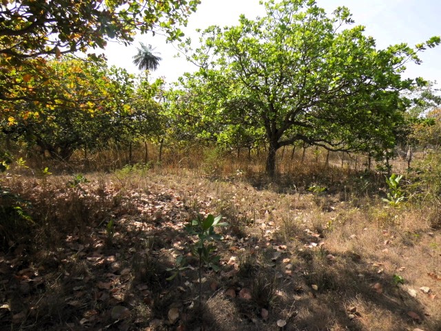 Exceptional 500m² plot of land in Sanyang