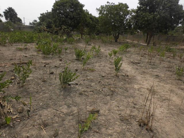 Empty plot of land for sale located at Sukuta.