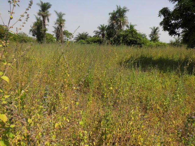 Empty plot of land in an Estate in Brufut