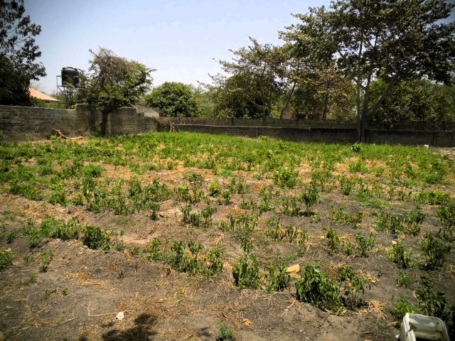 Empty plots of land in the peaceful and developing area of Batokunku