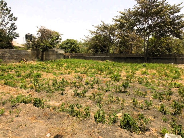 Empty plots of land in the peaceful and developing area of Batokunku