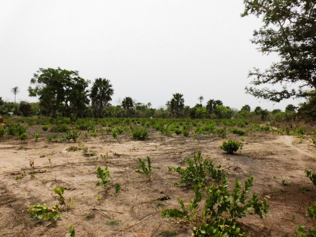 Sanyang Plots near Sanyang Beach