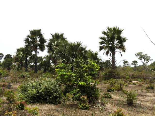 Sanyang Plots near Sanyang Beach