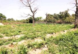 Empty plot of land is located in Batokunko