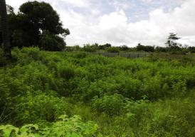 Rare to find, nice empty plot of land in Sanyang