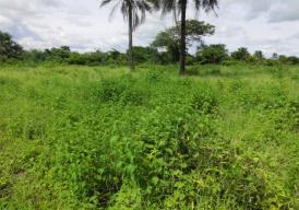 Empty plot of land at Sanyang Village