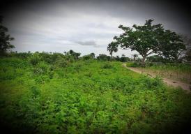 Plots of Land for SALE in Taibatou