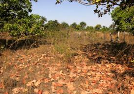 Exceptional 500m² plot of land in Sanyang