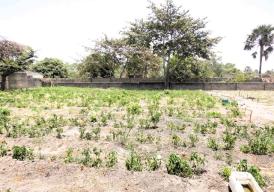 Empty plots of land in the peaceful and developing area of Batokunku